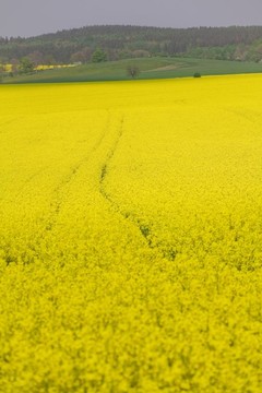 油菜