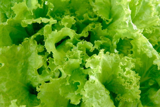 生菜