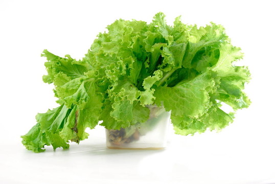 生菜