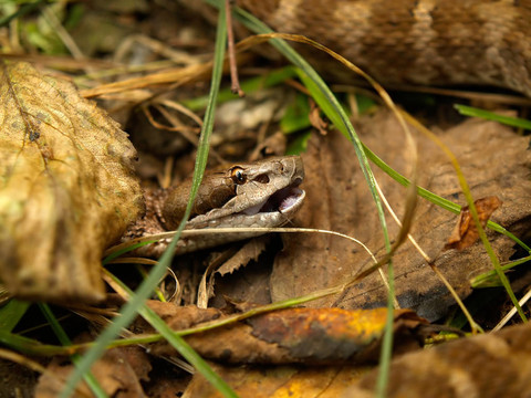 在草地上的棕色毒蛇