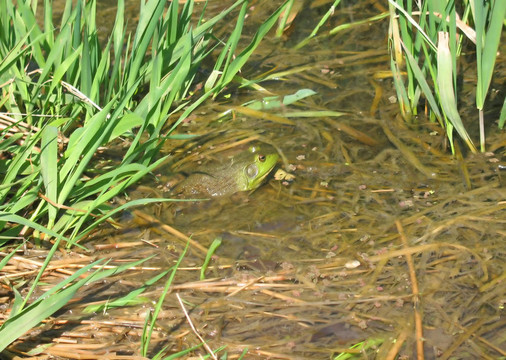 池塘里的綠色青蛙