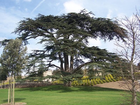 花園在Amboise