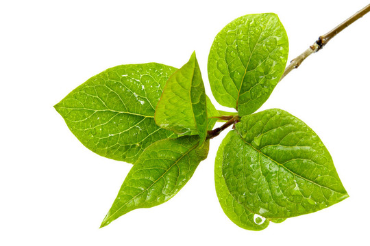 完美的春天的樹(shù)葉