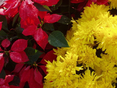花