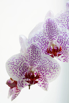蘭花