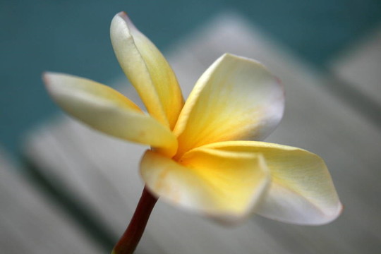 雞蛋花