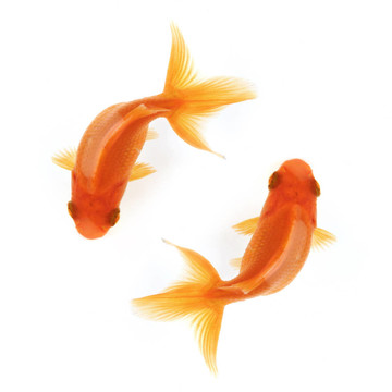 兩條金魚在圈子里游泳