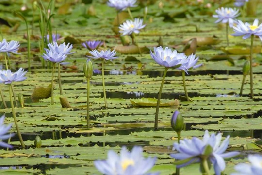 水百合花Galor