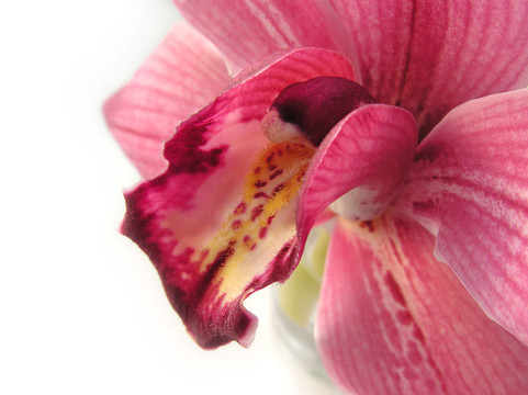 蘭花2