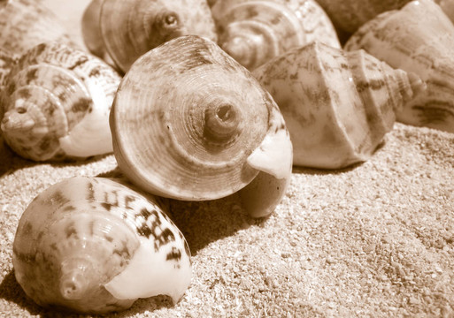 海灘上的貝殼