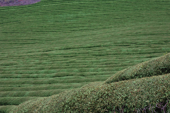 綠茶山