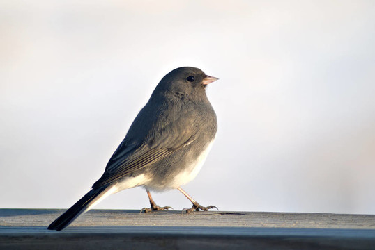 Junco曬太陽