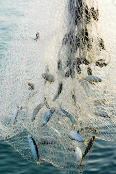 fishig凈全魚