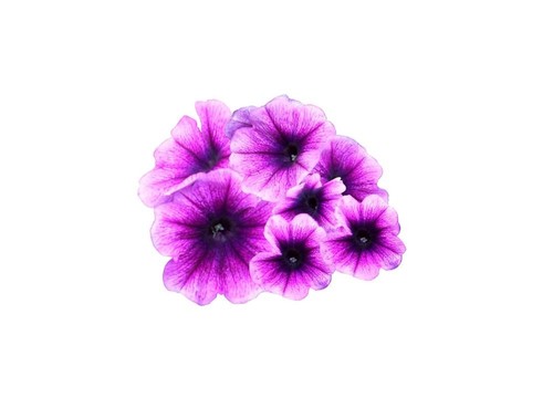 束的牽?；? style=