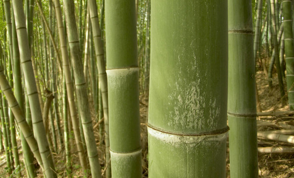 竹青的背景