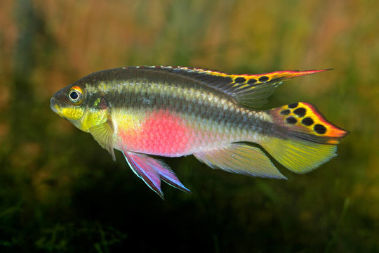 條Kribensis（紫鯛）