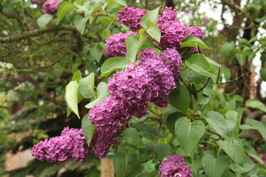 丁香花