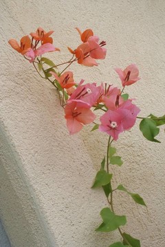 三角梅