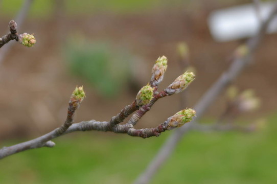 春天的花蕾