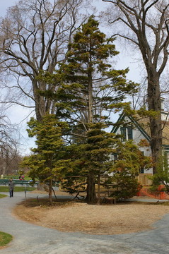 塞浦路斯樹(shù)