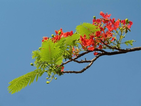 鳳凰木開(kāi)花4