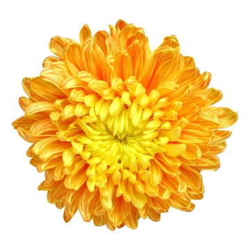 菊花- 1