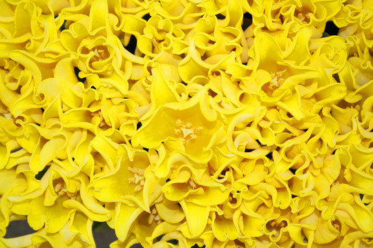 美麗的郁金香花