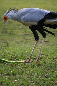 秘書鳥