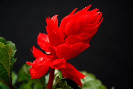 紅色的金魚(yú)草的花