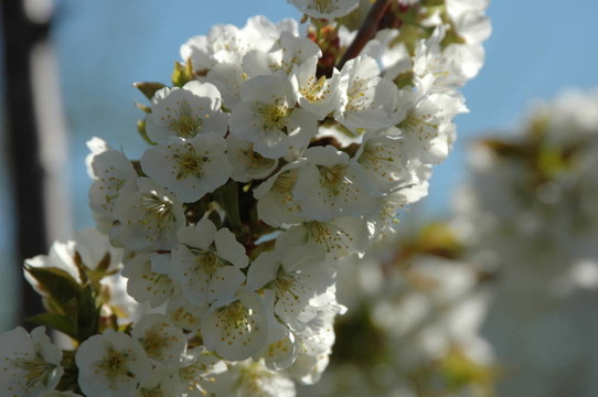 dogwood1