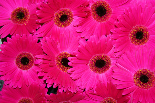美麗的Gerbera fowers