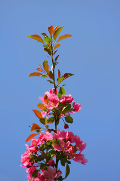 春天開花