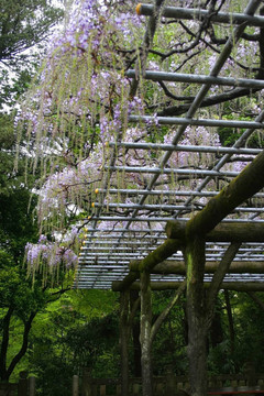 日本花園