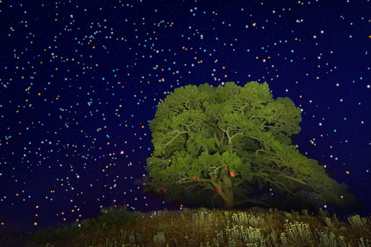 紅土地老龍樹滿天星夜景