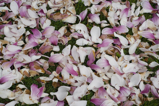 地毯Flowers