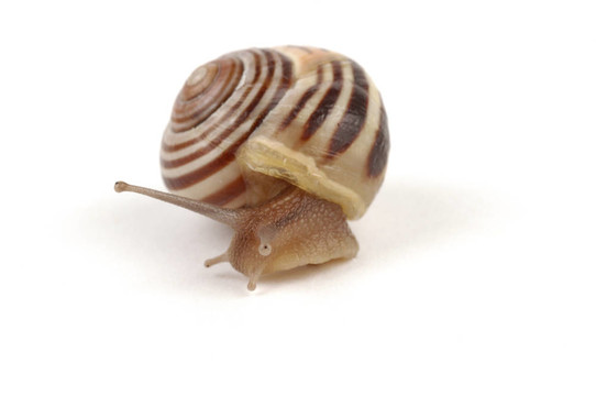 蝸牛近2