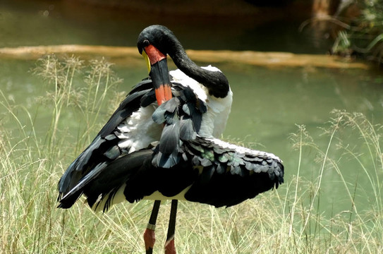 Pelican抓