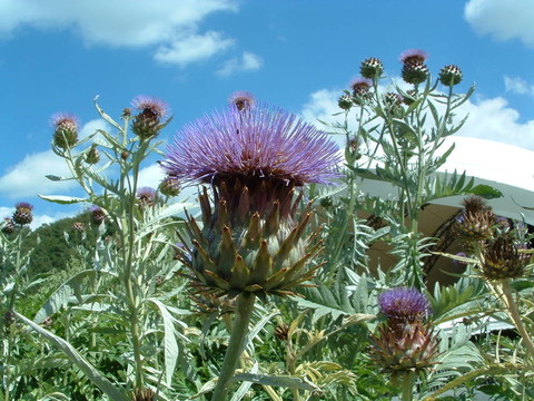 薊3