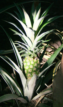 生長Ananas（菠蘿）