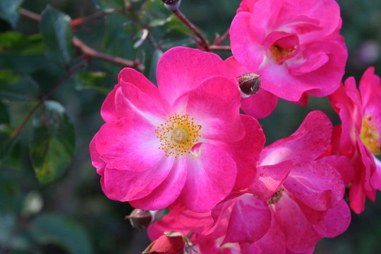 狗玫瑰花