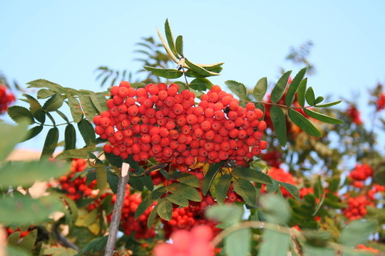花楸樹(shù)；阿什貝利；樂(lè)華樹(shù)
