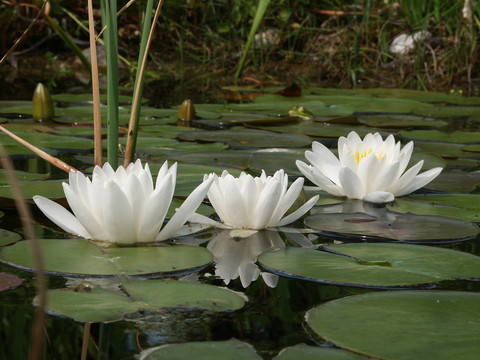 水百合