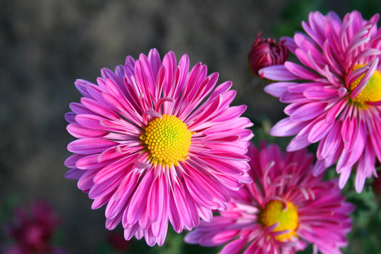 美麗的chrysanthemas