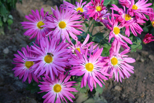 美麗的chrysanthemas
