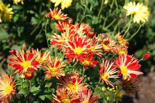 美麗的chrysanthemas