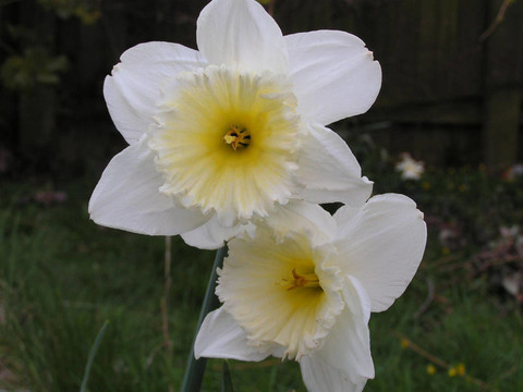 水仙（Narcissus）