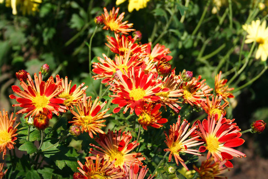 美麗的chrysanthemas