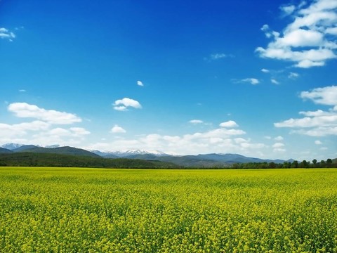 油菜田