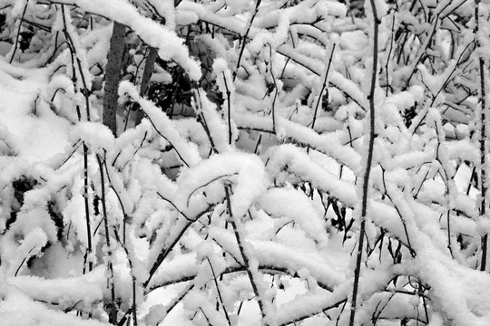 雪的樹枝