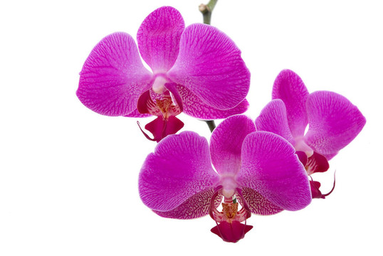 蘭花